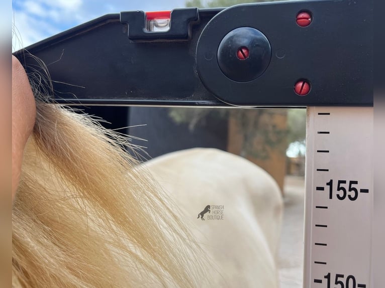 Lusitanien Étalon 3 Ans 159 cm Cremello in Mallorca