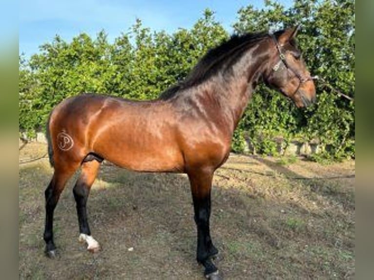 Lusitanien Croisé Étalon 3 Ans 160 cm Bai cerise in PORTUGAL