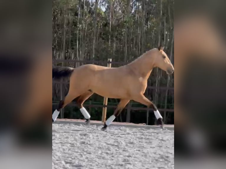 Lusitanien Étalon 3 Ans 160 cm Buckskin in Cartaxo