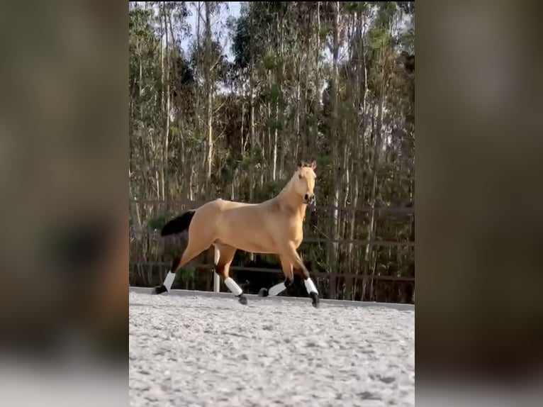 Lusitanien Étalon 3 Ans 160 cm Buckskin in Cartaxo