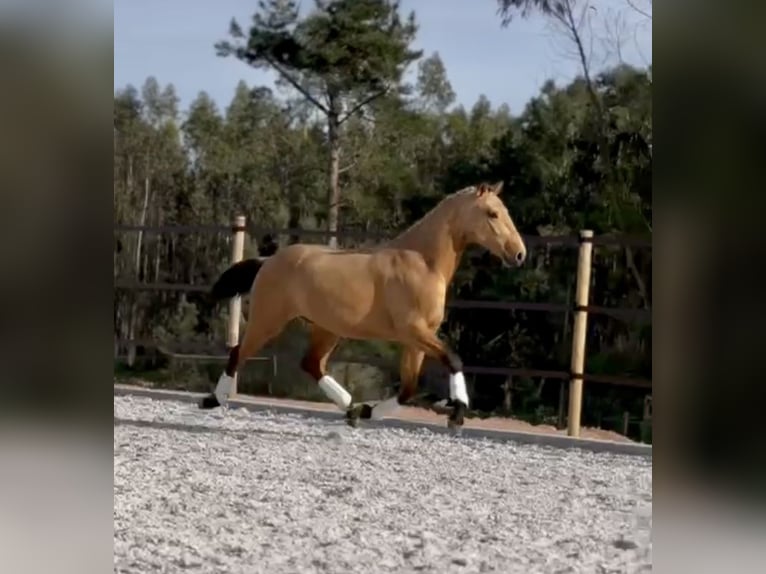 Lusitanien Étalon 3 Ans 160 cm Buckskin in Cartaxo