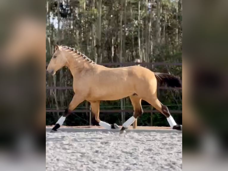 Lusitanien Étalon 3 Ans 160 cm Buckskin in Cartaxo