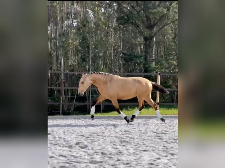 Lusitanien Étalon 3 Ans 160 cm Buckskin in Cartaxo