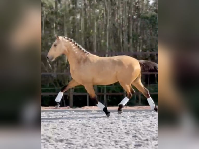 Lusitanien Étalon 3 Ans 160 cm Buckskin in Cartaxo