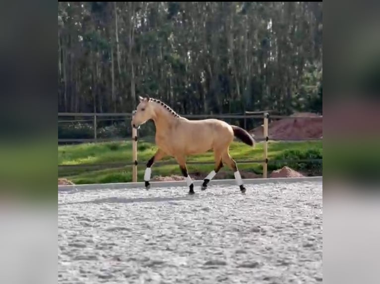 Lusitanien Étalon 3 Ans 160 cm Buckskin in Cartaxo