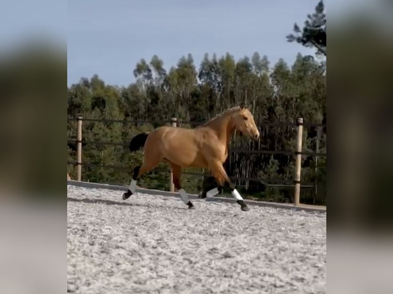 Lusitanien Étalon 3 Ans 160 cm Buckskin in Cartaxo