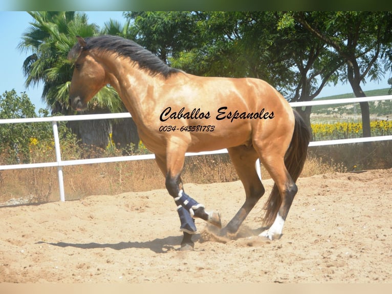 Lusitanien Étalon 3 Ans 160 cm Buckskin in Vejer de la Frontera