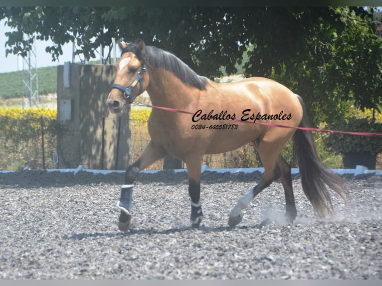 Lusitanien Étalon 3 Ans 160 cm Buckskin in Vejer de la Frontera