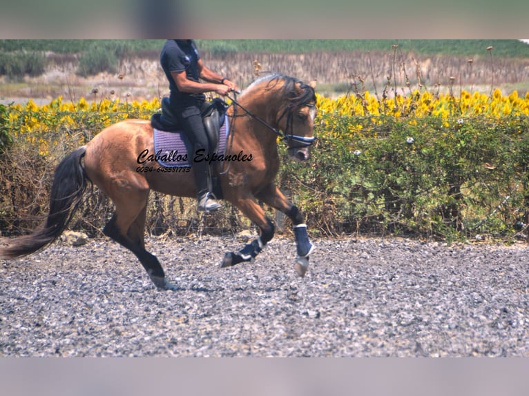 Lusitanien Étalon 3 Ans 160 cm Buckskin in Vejer de la Frontera