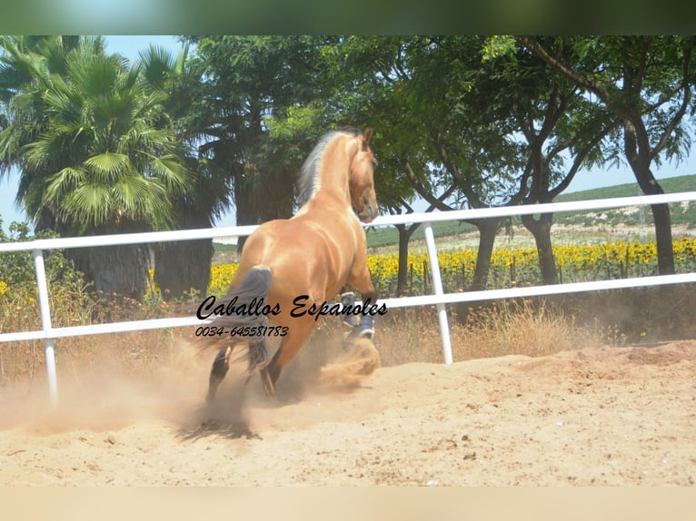 Lusitanien Étalon 3 Ans 160 cm Buckskin in Vejer de la Frontera