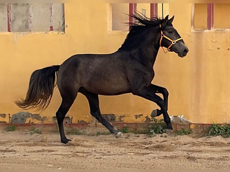 Lusitanien Étalon 3 Ans 160 cm in Chiclana de la Frontera