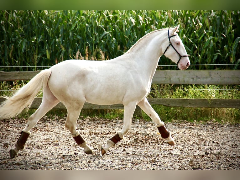 Lusitanien Étalon 3 Ans 160 cm Cremello in Bredene