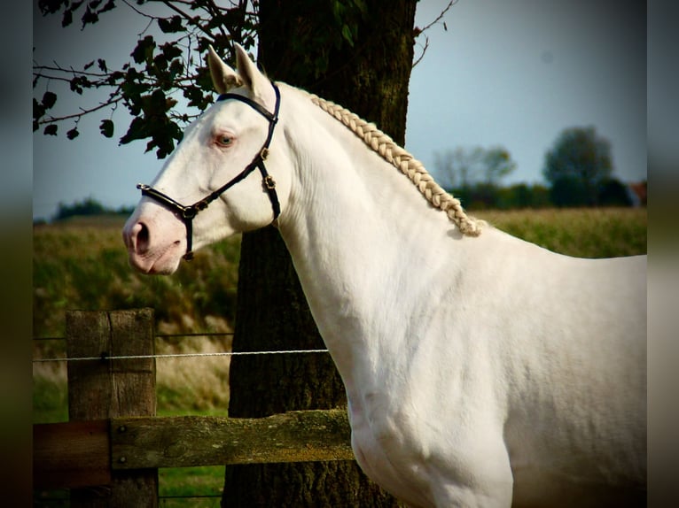 Lusitanien Étalon 3 Ans 160 cm Cremello in Bredene