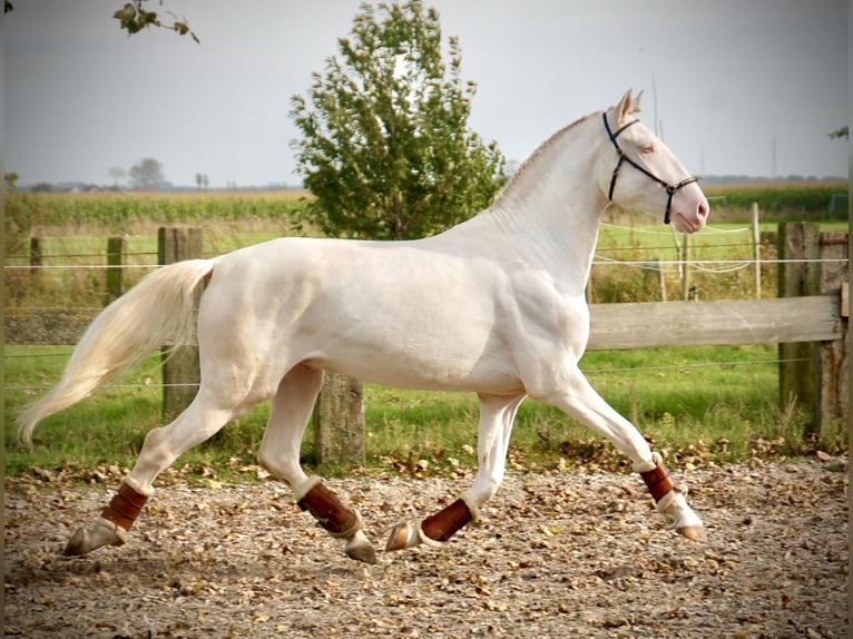 Lusitanien Étalon 3 Ans 160 cm Cremello in Bredene