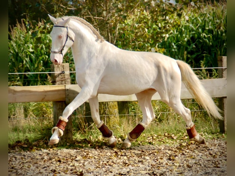 Lusitanien Étalon 3 Ans 160 cm Cremello in Bredene