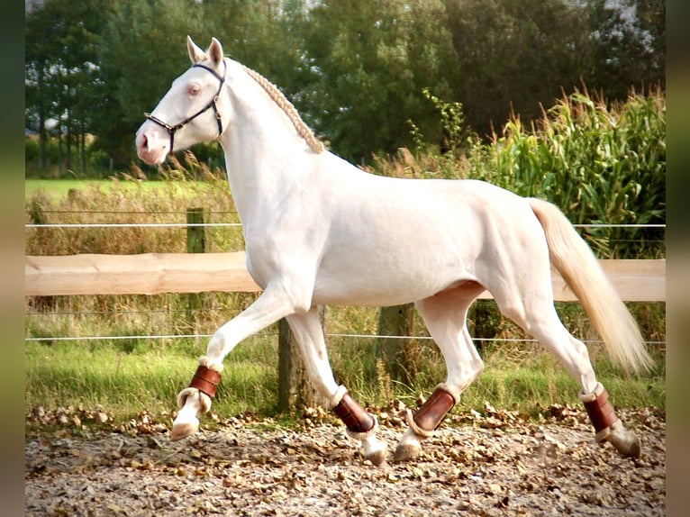 Lusitanien Étalon 3 Ans 160 cm Cremello in Bredene