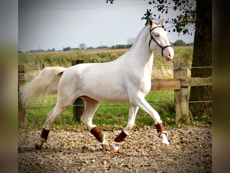 Lusitanien Étalon 3 Ans 160 cm Cremello in Bredene