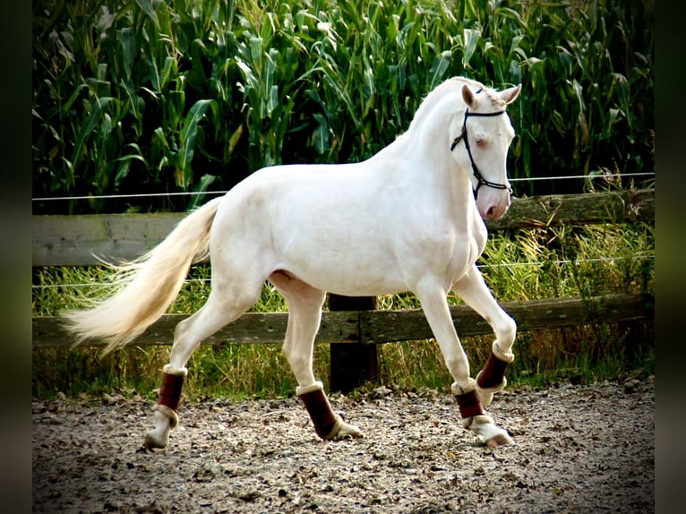 Lusitanien Étalon 3 Ans 160 cm Cremello in Bredene