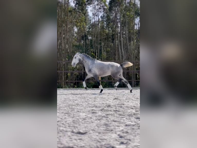 Lusitanien Étalon 3 Ans 160 cm Gris in Cartaxo