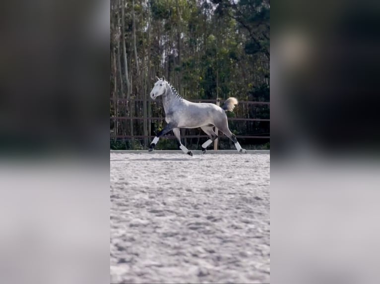 Lusitanien Étalon 3 Ans 160 cm Gris in Cartaxo