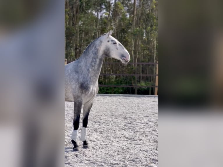 Lusitanien Étalon 3 Ans 160 cm Gris in Cartaxo