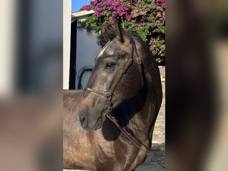 Lusitanien Étalon 3 Ans 160 cm Gris in Vila Viçosa