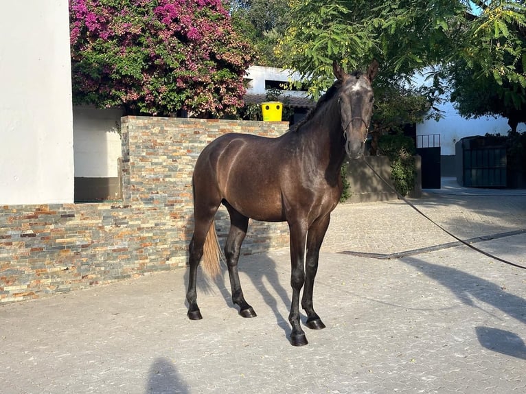 Lusitanien Étalon 3 Ans 160 cm Gris in Vila Viçosa