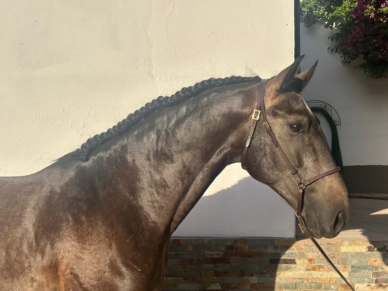 Lusitanien Étalon 3 Ans 160 cm Gris in Vila Viçosa