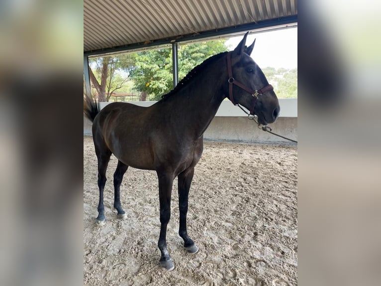 Lusitanien Étalon 3 Ans 160 cm Gris in Vila Viçosa