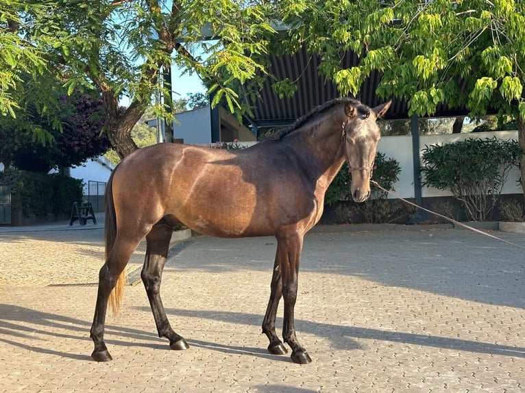 Lusitanien Étalon 3 Ans 160 cm Gris in Vila Viçosa