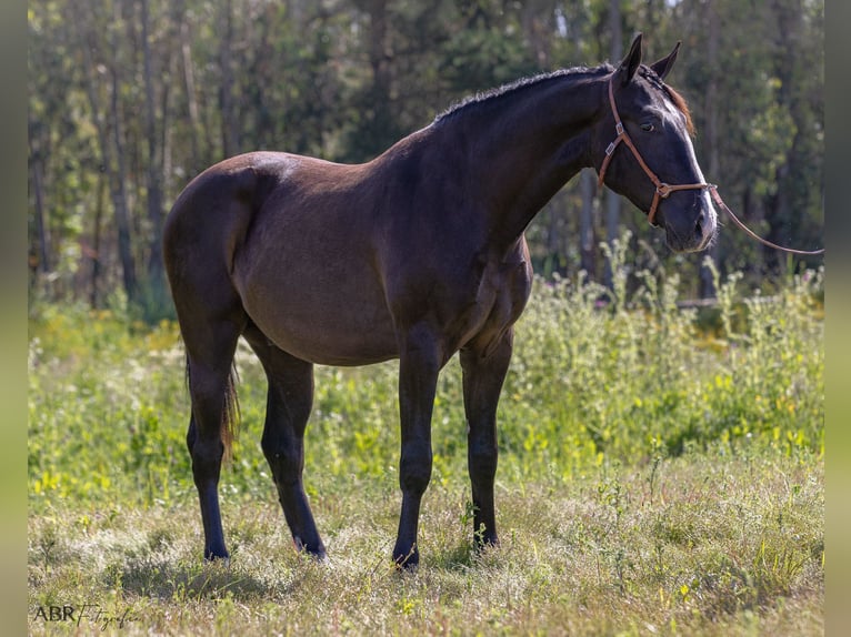 Lusitanien Étalon 3 Ans 160 cm Noir in Caldas da Rainha