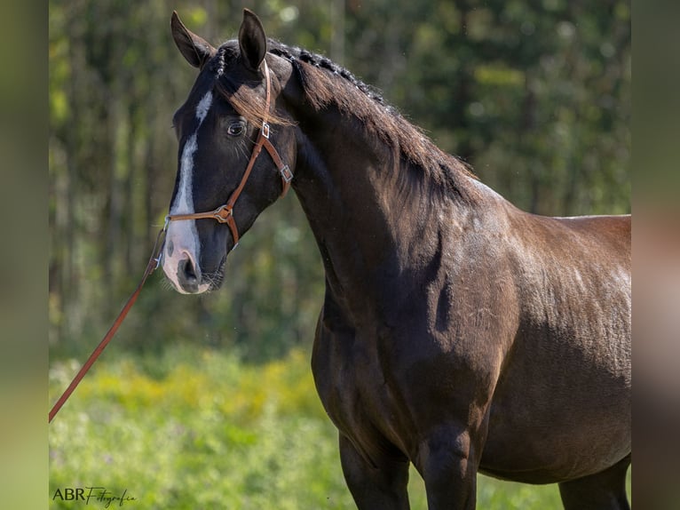 Lusitanien Étalon 3 Ans 160 cm Noir in Caldas da Rainha