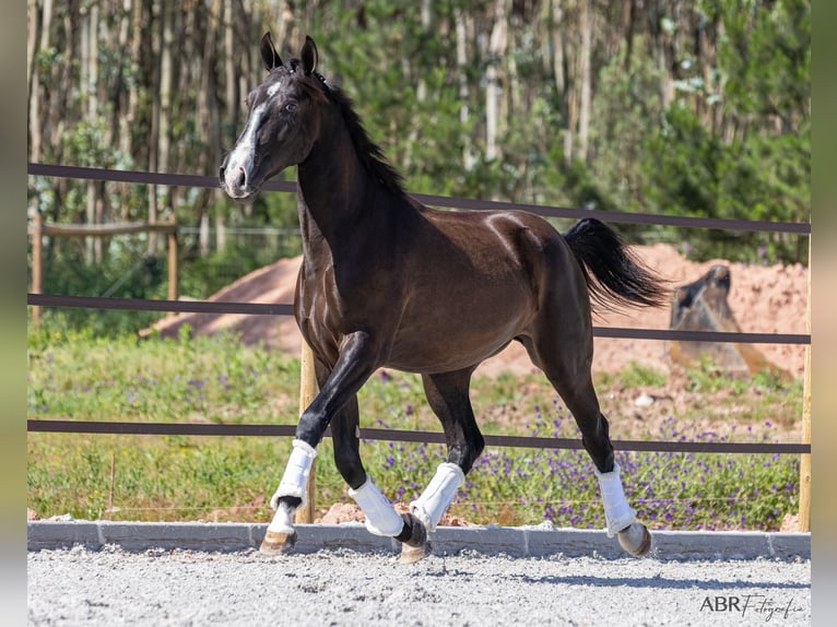 Lusitanien Étalon 3 Ans 160 cm Noir in Caldas da Rainha