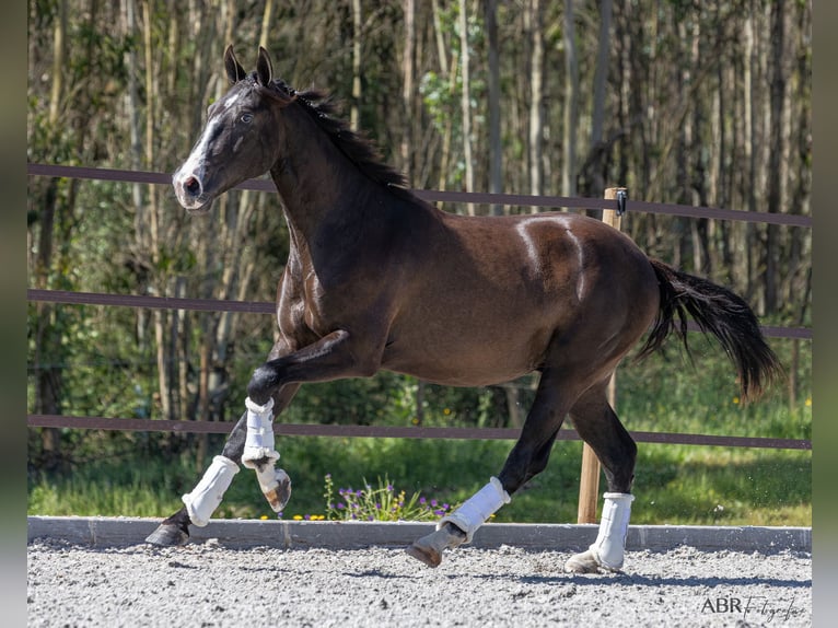 Lusitanien Étalon 3 Ans 160 cm Noir in Caldas da Rainha