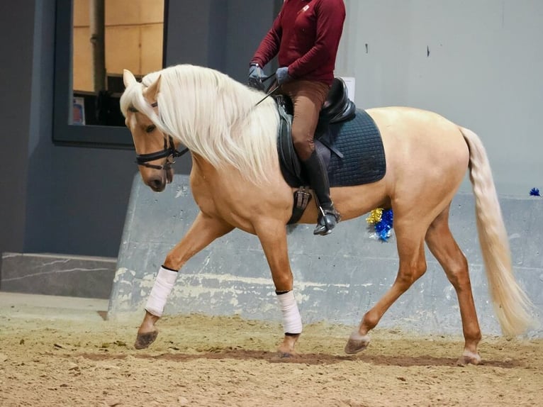 Lusitanien Étalon 3 Ans 160 cm Palomino in Navas Del Madroño