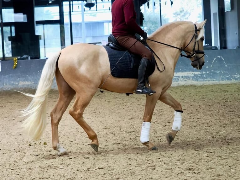 Lusitanien Étalon 3 Ans 160 cm Palomino in Navas Del Madroño