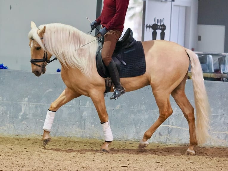 Lusitanien Étalon 3 Ans 160 cm Palomino in Navas Del Madroño