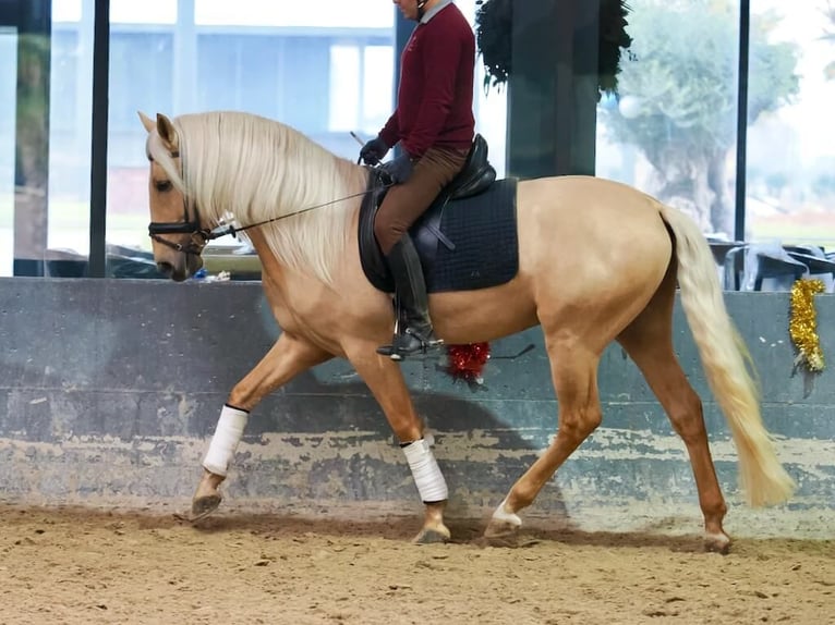 Lusitanien Étalon 3 Ans 160 cm Palomino in Navas Del Madroño