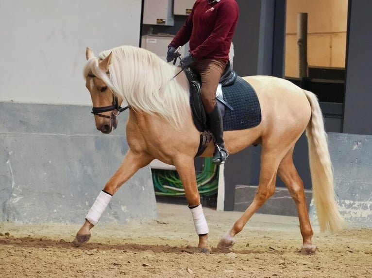 Lusitanien Étalon 3 Ans 160 cm Palomino in Navas Del Madroño