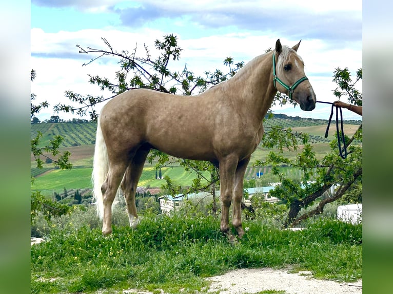 Lusitanien Croisé Étalon 3 Ans 160 cm Palomino in Baza