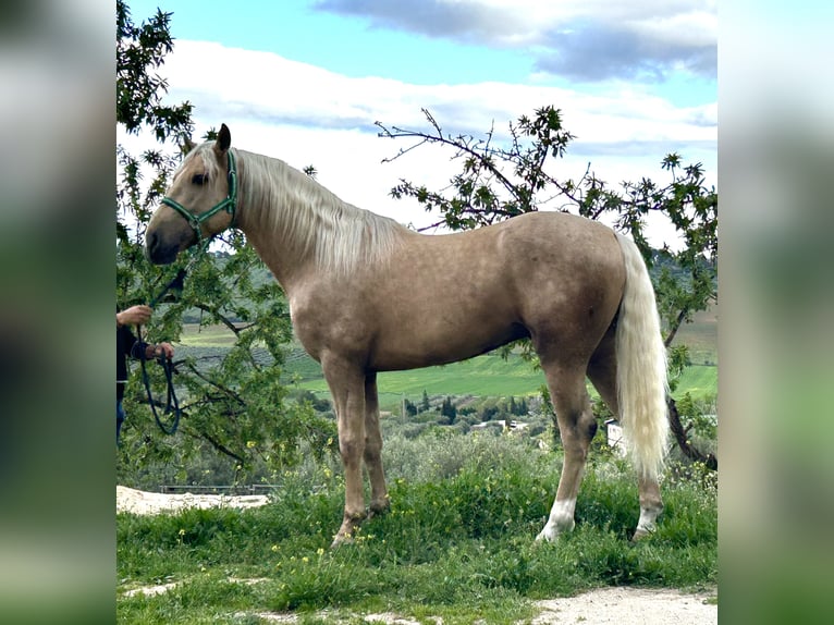 Lusitanien Croisé Étalon 3 Ans 160 cm Palomino in Baza