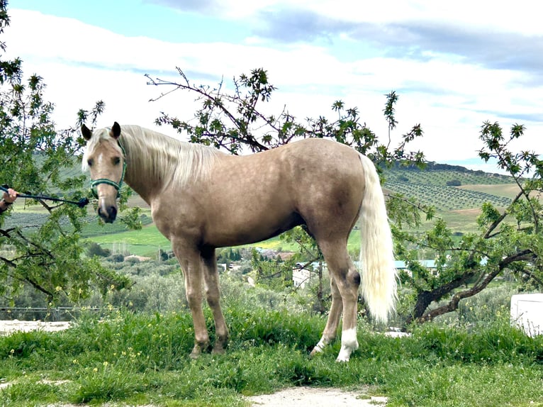 Lusitanien Croisé Étalon 3 Ans 160 cm Palomino in Baza