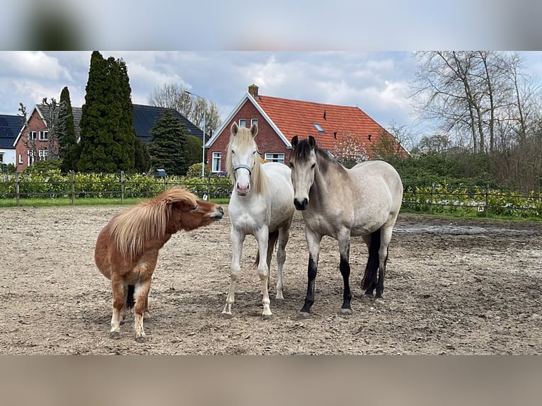 Lusitanien Étalon 3 Ans 160 cm Perlino in Woldendorp