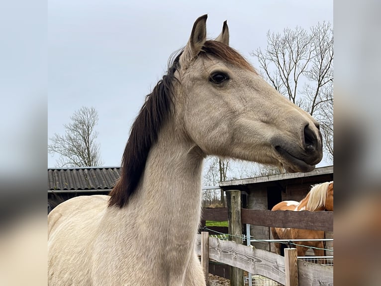 Lusitanien Étalon 3 Ans 160 cm Perlino in Woldendorp