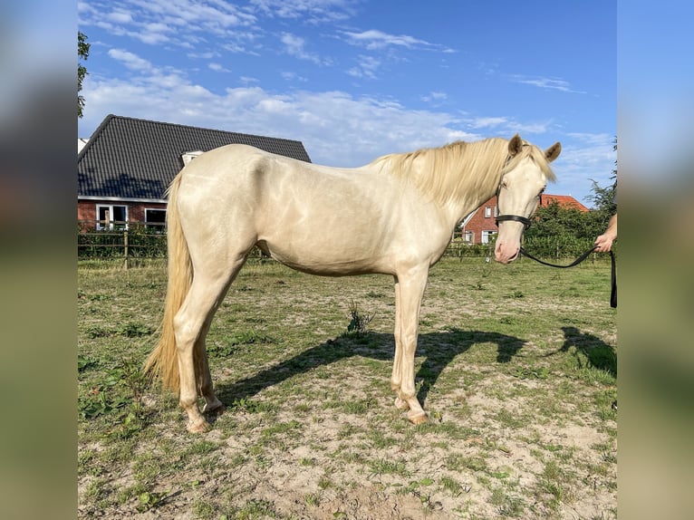 Lusitanien Étalon 3 Ans 160 cm Perlino in Woldendorp