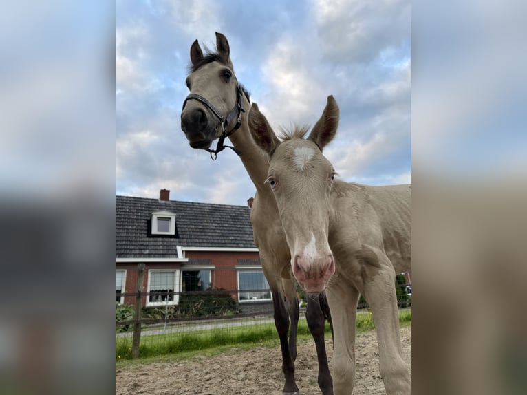 Lusitanien Étalon 3 Ans 160 cm Perlino in Woldendorp