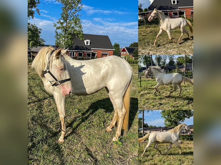 Lusitanien Étalon 3 Ans 160 cm Perlino in Woldendorp