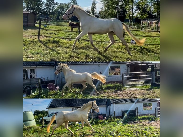 Lusitanien Étalon 3 Ans 160 cm Perlino in Woldendorp