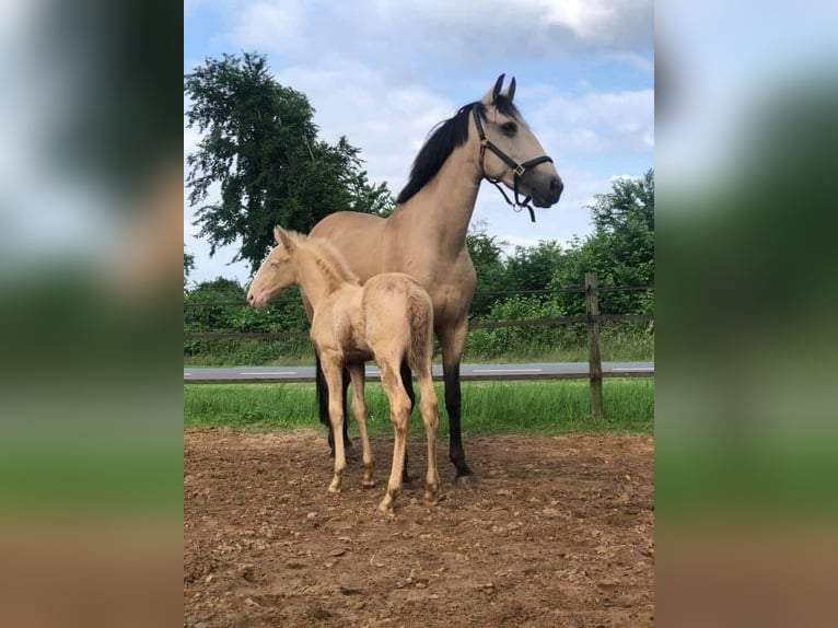 Lusitanien Étalon 3 Ans 160 cm Perlino in Woldendorp