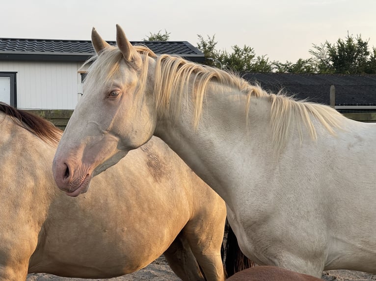 Lusitanien Étalon 3 Ans 160 cm Perlino in Woldendorp